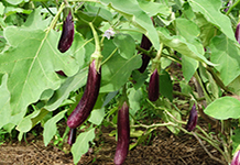 Egg Plant (Brinjal)