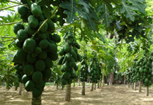 Papaya (Red Lady)