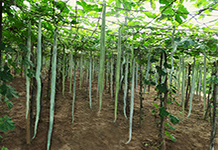 Snake Gourd